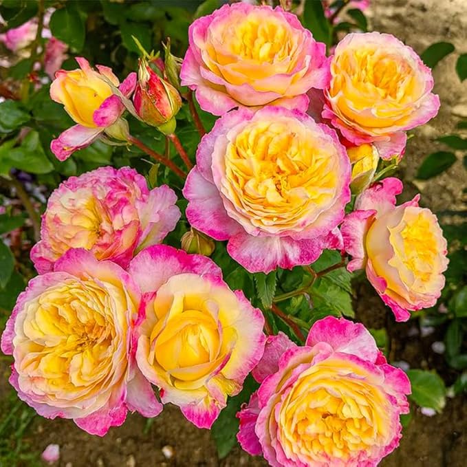 265+ Mix Rose Seeds for Planting for Planting-Non-GMO Heirloom Plant Seeds Garden Outdoor