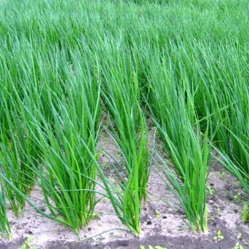 Seeds Bunching Green Onions Scallions 250+ Seeds for Planting Perennial Vegetable Garden Spring Onions Non-GMO
