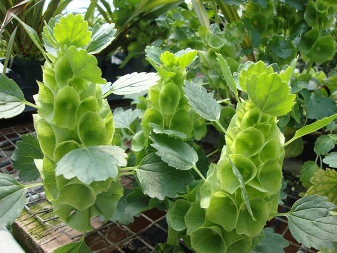 Bells of Ireland Seeds – Moluccella Laevis | Annual | Unique Green Blooms for Fresh Cut Arrangements & Garden Borders