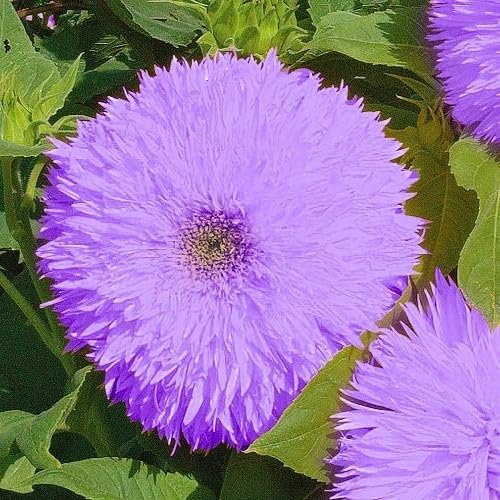 50pcs Rare Purple Teddy Bear Sunflower Seeds for Planting - Stunning Home Garden Blooms Non GMO Heirloom Garden - Planting Instructions for Easy Grow - Great Gardening Gifts