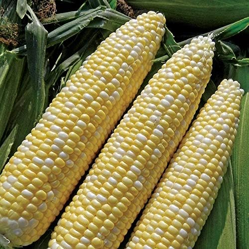 Park Seed Variety of Corn Seeds, Non-GMO Vegetable Seeds for Planting, Easy to Grow, Perfect for Harvesting, Bicolor Sweet Corn Allure, Pack of 100