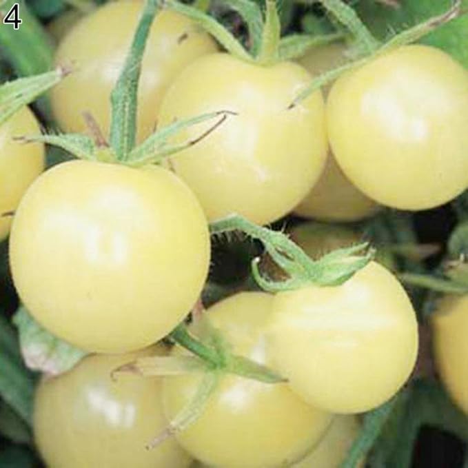 Seeds Vegetable Cherry Tomato Snow White - 25 Seeds