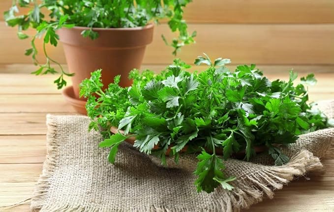 KIRA SEEDS - Seeds Leaf Itatian Parsley - Indoor - 2000 Seeds - Heirloom Herb - GMO Free