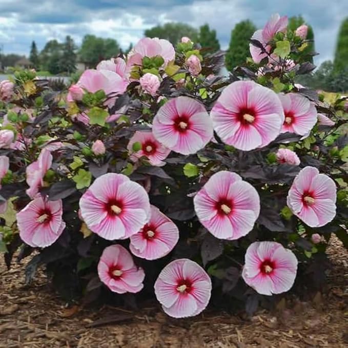 100+ Mixed Hibiscus Seeds Rose of Sharon Shrub Flowers Garden Planting