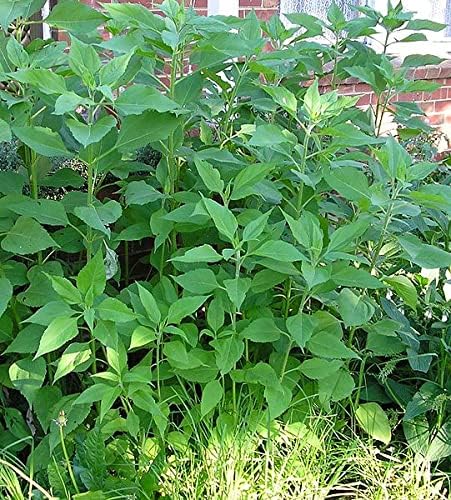 Jerusalem Artichoke Tubers (Helianthus tuberosus) - Sunchokes, Sunroot or Jerusalem Artichokes for Planting or Eating (10)