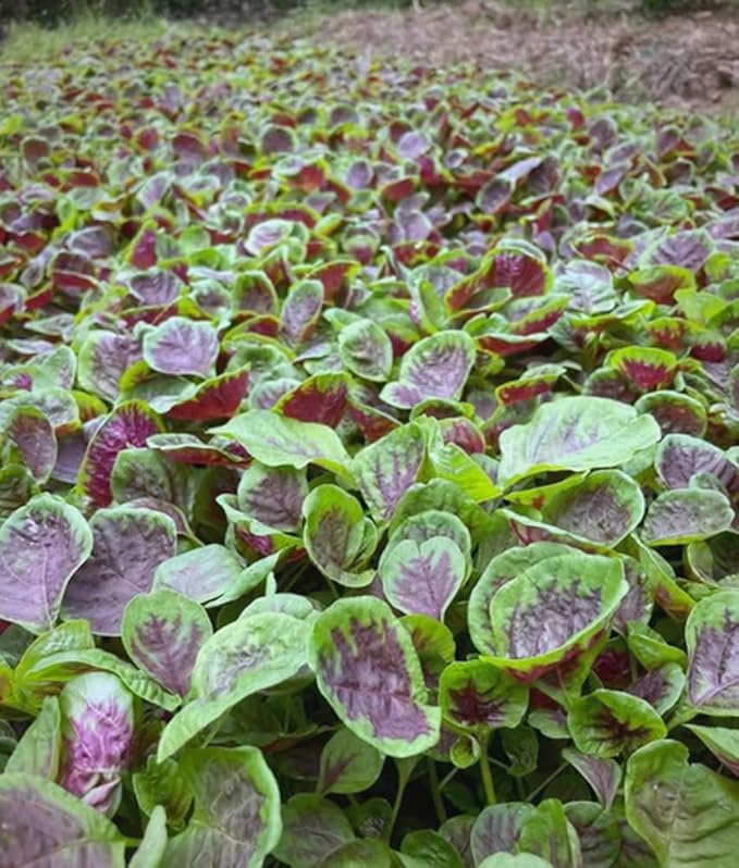 500PCS Red Green Amaranth Spinach Seeds Amaranthus Tricolor Asian Vegetable Seeds