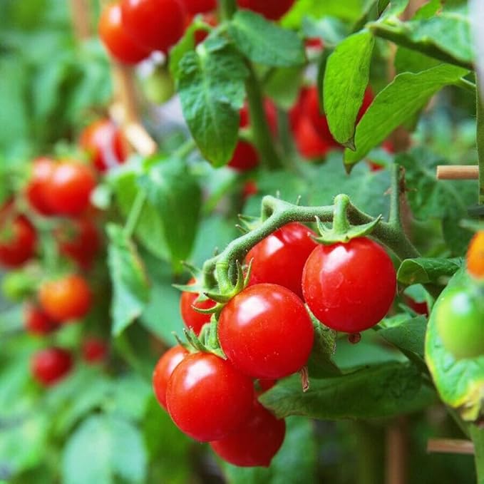 MOCCUROD 100 Seeds Indoor Cherry Tomato Dwarf Red and Yellow Tomato Rare Vegetable Heirloom Seeds