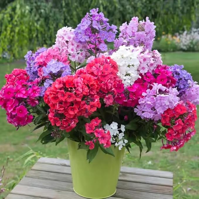 1000+ Phlox Seeds for Planting - Perennial Creeping Ground Cover Plants - Ornamental Flower Seeds for Home & Garden, Potted Planting, Easy to Grow with Long Blooming Period