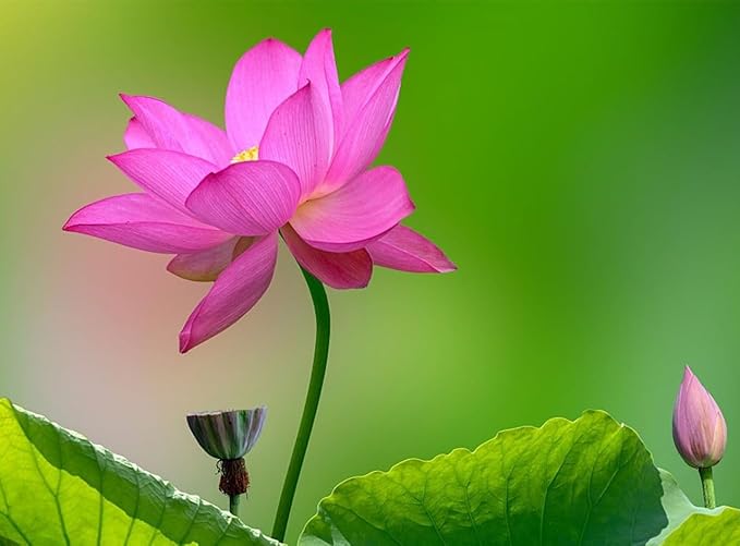 35 pcs Mini Lotus Seeds Variety Pack – Bonsai Lotus, Water Lily Garden Seeds for Ponds, Containers, Patio & Zen Decor
