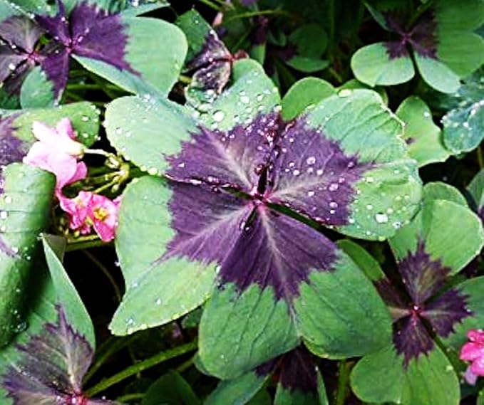 Complete Spring Flower Bulb Garden - 10 Bulbs Tulip/Crocus/Ranunculus Bulbs Continuous Blooms (Spring Color from March Through June) - Large Size Jumbo Bulbs (Iron Cross Oxalis Bulbs)