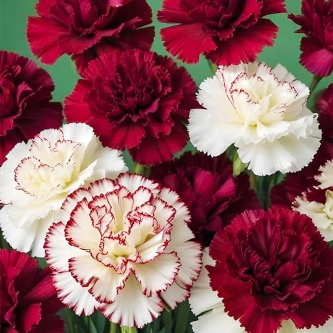 5000 Mixed Carnation Seeds for Planting - Clove Carnation Seed - Mixed Perennial Flowers, Non-GMO Open Pollinated, Dual Use for Gardens & Balconies