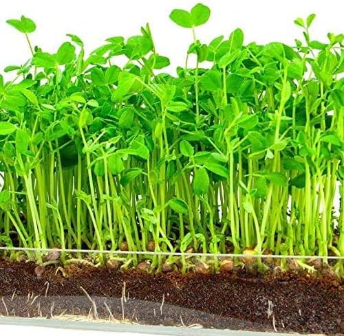 Green Pea Sprouting Seed, Non GMO - 4 oz - Country Creek Brand - Green Peas for Sprouts, Garden Planting, Cooking, Soup, Emergency Food Storage, Vegetable Gardening, Juicing, Cover Crop