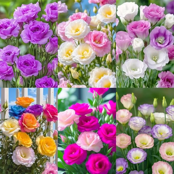 1050+Mixed Lisianthus Seeds for Planting-Perennial Eustoma Grandiflorum Flower Plants Seeds