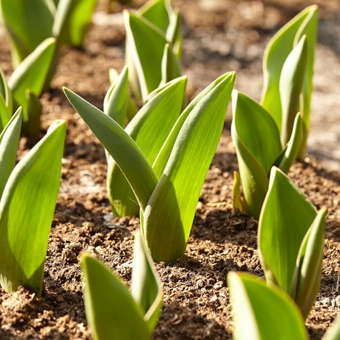 100 Mixed Tulip Flower Bulbs – Bulk Pack of Colorful Tulips for Spring Blooms – Easy Fall Planting - Plant in Gardens, Borders & Flowerbeds - Bulb Size 11/12cm - Willard & May