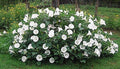 Fragrant Moonflower Bush! Will Stop Traffic 30 Seeds
