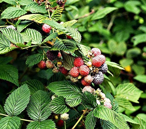 Monterey Bay Herb Co., Certified Organic Raspberry Leaf Cut & Sifted, 100% Natural, Kosher Berries (Rubus idaeus), Perfect for Organic Raspberry Leaf Tea & Herbal Remedies, 1 lb