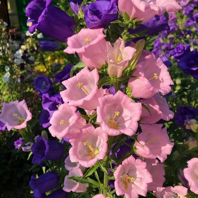 22Day Seeds: Seeds Canterbury Bells Double Mix/Bellflower/Biennial Flowers