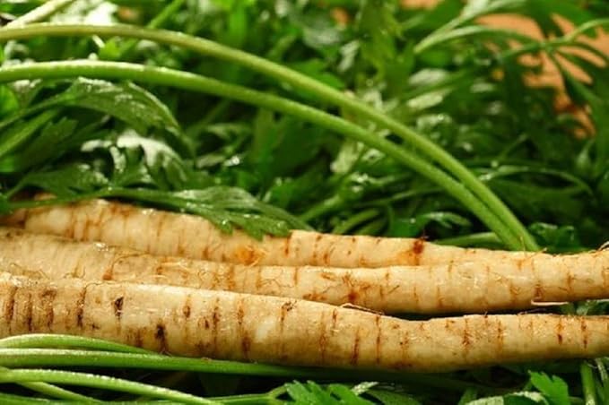 Harris Model Parsnip Seeds, 25 Count COOL BEANS N SPROUTS Brand. Heirloom. Non-GMO Home Gardening