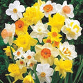 Large Flowering Mix Daffodil Bulbs for Planting, Stunning Perennial Flower Bulbs, Borders, Garden, Landscaping, Bulb Size 12/14 cm, Large Flowering Daffs (25 Bulbs)