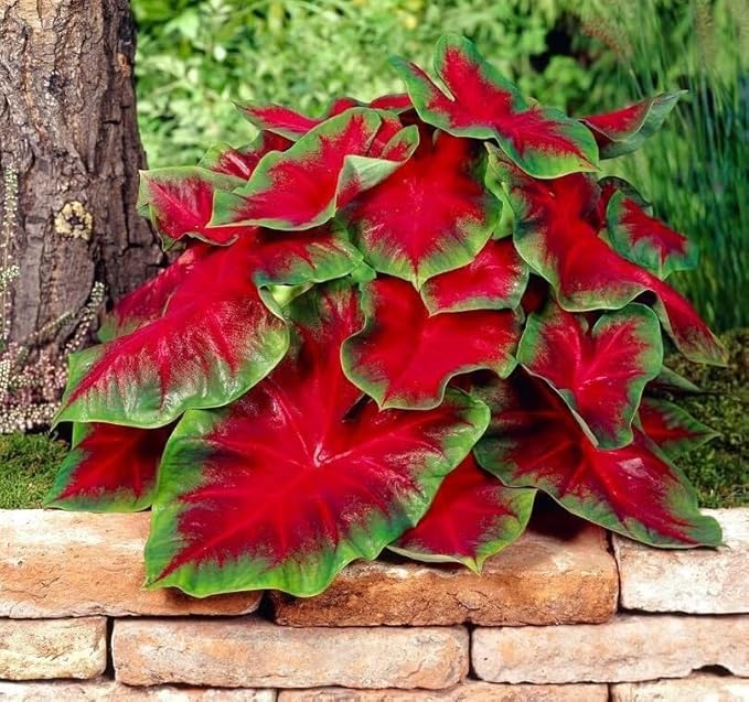 Florida Cardinal Caladium Bulbs for Planting - Perennial Hosta - Heart Shaped Elephant Ears - Vibrant Plants - Splashes of Tropical Color - Living Gift Idea (10 Bulbs)