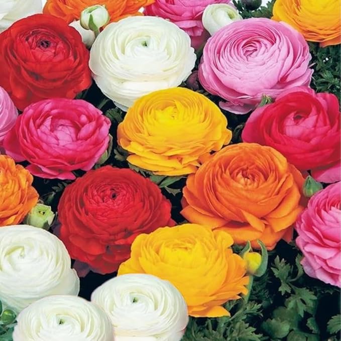 30 Ranunculus Bulbs for Planting, Multicolor Ranunculus Flower Bulbs, Ranunculus Corms