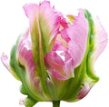 5 Green Wave Parrot Tulip Bulbs – Unique Green and White Blooms – Fringed Petals for Spring Gardens – Hardy & Easy to Grow Perennial Tulips
