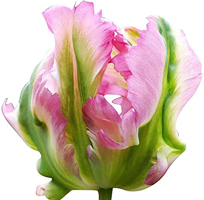 5 Green Wave Parrot Tulip Bulbs – Unique Green and White Blooms – Fringed Petals for Spring Gardens – Hardy & Easy to Grow Perennial Tulips