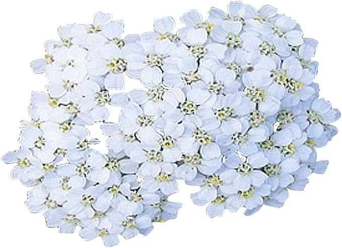 Low Rainfall, Dry Area Wildflower Seed Mix - 13 Varieties of Annuals and Perennials