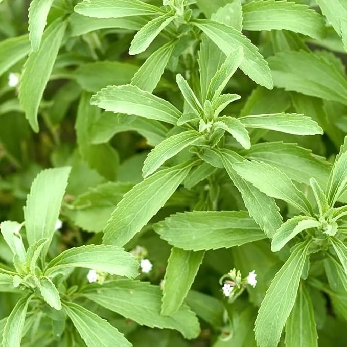 Natural Herbal Live Zero Calorie Sugar Replacement. Stevia Plants. Sweet Leaf, Sugar Leaf, Natural Sugar Substitute Herb, Easy to Grow (4 stevia Cups)