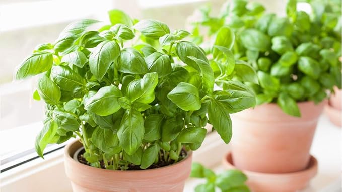RAISE ME UP: Seeds Sweet Basil Indoor Green Herbs Non GMO Heirloom