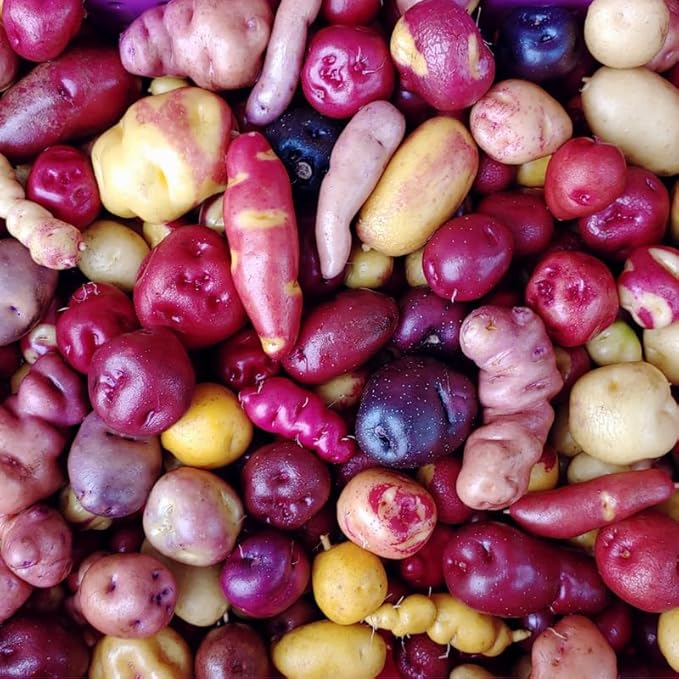 Mixed Color Potato Seeds for Planting Outdoors, 60 Seeds True Potato Seeds, Red Yellow Purple
