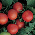 Burpee Gardener's Delight Tomato Seeds 150 seeds