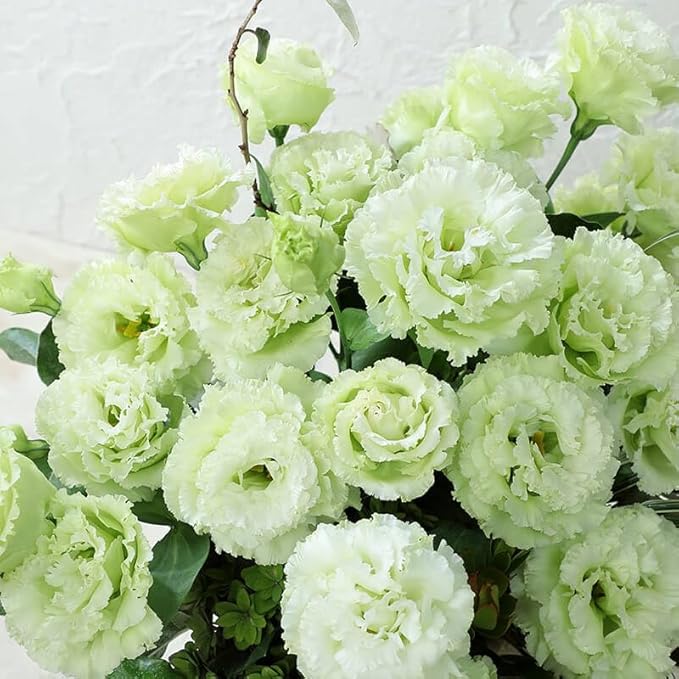 1050+Mixed Lisianthus Seeds for Planting-Perennial Eustoma Grandiflorum Flower Plants Seeds
