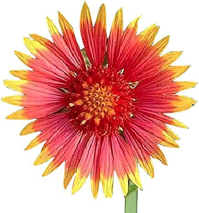 Pollinator Attracting Wildflower Seeds - Attracts Bees, Butterflies, and Other Beneficial Insects