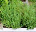 1000 Thyme Seeds | Common Thyme for Planting Thymus vulgaris Perennial German Basil Rosemary Heirloom Herb Garden Seed