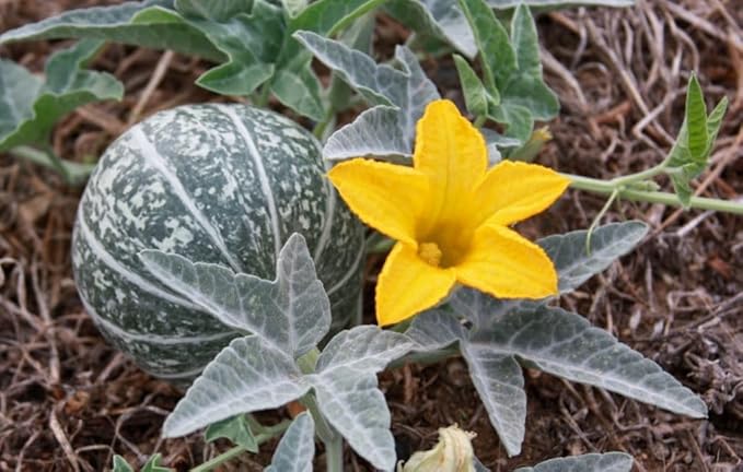 Coyote Gourd (Cucurbita Palmata) -30 Seeds-