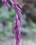 Purpletop Tridens Grass Seeds for Planting - Tridents flavus (500 Seeds)