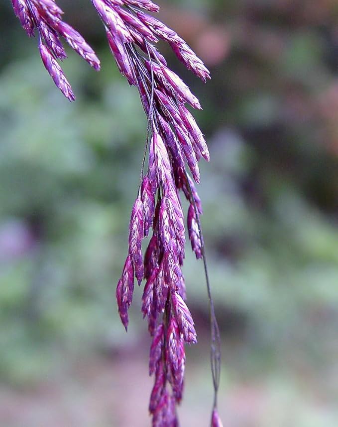 Purpletop Tridens Grass Seeds for Planting - Tridents flavus (500 Seeds)