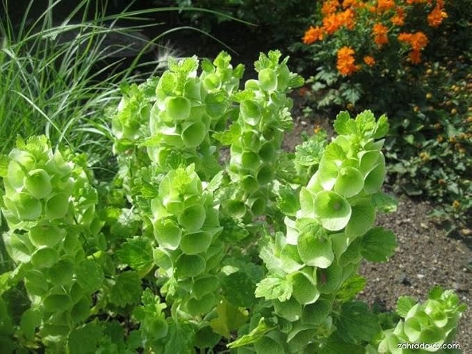 Bells of Ireland Seeds – Moluccella Laevis | Annual | Unique Green Blooms for Fresh Cut Arrangements & Garden Borders