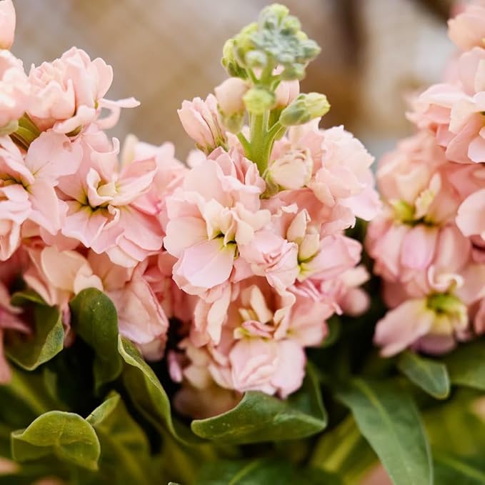 300+Annual Matthiola Stock Flower Seed for Planting Outdoor-Mixed Matthiola Incana Flower Plant for Garden Home Non-GMO