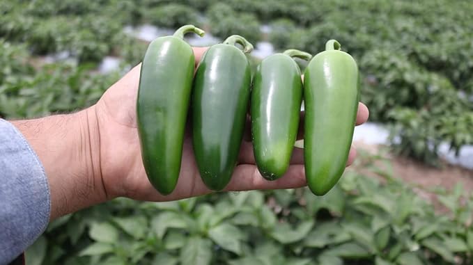 Seeds Jalapeno Chili Pepper Vegetable for Planting Heirloom Non GMO
