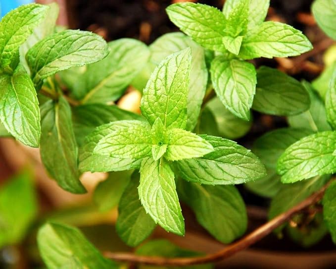 Peppermint Seeds for Planting Outdoors and Indoors 500+ Non-GMO Seeds for Herb Garden