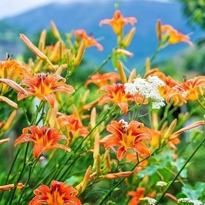 Set 10 Wild Orange Daylily Bulbs for Planting, Hardy Perennial Lily Roots for Colorful Summer Blooms