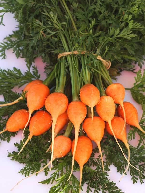KIRA SEEDS - Seeds Carrot Paris Market - Heirloom Vegetable - GMO Free