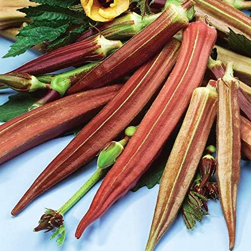 Red Okra Seeds – Abelmoschus Esculentus | Vibrant Red Pods | Heat-Tolerant & Nutritious Vegetable