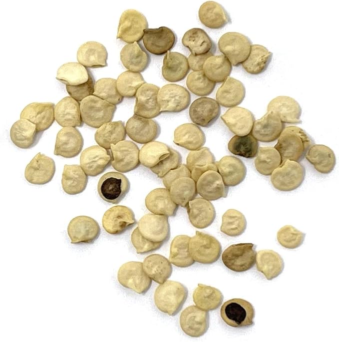 Organic Sweet Pepper Seeds (California Wonder) - Approx 25 Seeds - USDA Organic, Non-GMO, Open Pollinated, Heirloom, USA Origin