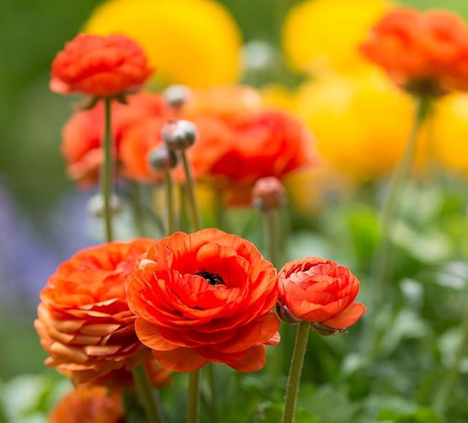 Mixed Peony Ranunculus Bulbs- Persian Buttercup -10 Corms Bulbs Flowering Blooms Perennial Bulbous Root Garden Plant (Orange)
