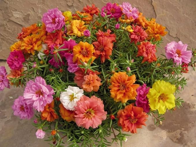 10,000+ Moss Rose Seeds – Heirloom Portulaca Seeds – Easy to Grow, Fast-Growing Annual Flower – Mixed Colors – Drought Tolerant, Non-GMO Ground Cover for Garden Landscaping