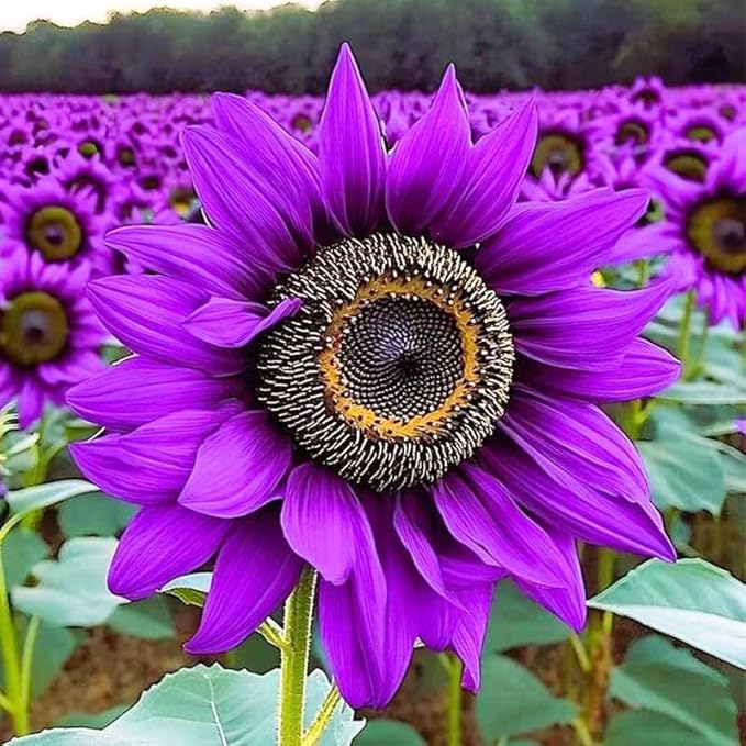 520+ Mixed Sunflower Seeds for Planting-Non-GMO Heirloom Plant Seeds for Garden, Yard & Pot