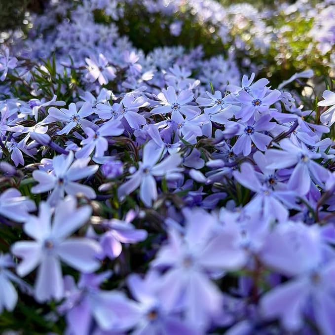 200+ Emerald Blue Creeping Phlox Seeds Flowers Garden Planting